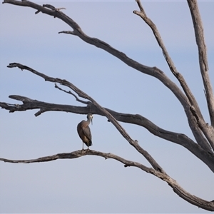 Egretta novaehollandiae at Throsby, ACT - 13 Oct 2024 05:35 PM