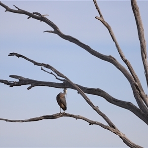 Egretta novaehollandiae at Throsby, ACT - 13 Oct 2024