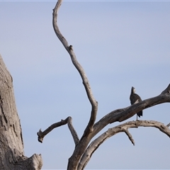 Egretta novaehollandiae at Throsby, ACT - 13 Oct 2024 05:35 PM