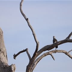 Egretta novaehollandiae at Throsby, ACT - 13 Oct 2024 05:35 PM