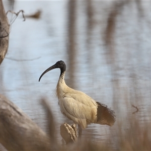 Threskiornis molucca at Throsby, ACT - 13 Oct 2024