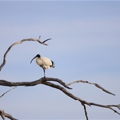 Threskiornis molucca at Throsby, ACT - 13 Oct 2024