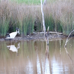 Threskiornis molucca at Throsby, ACT - 13 Oct 2024