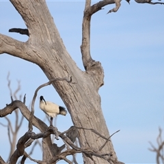 Threskiornis molucca at Throsby, ACT - 13 Oct 2024 05:37 PM