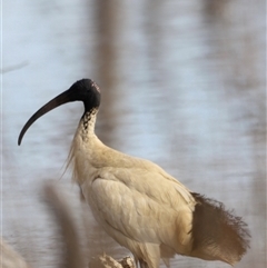 Threskiornis molucca at Throsby, ACT - 13 Oct 2024