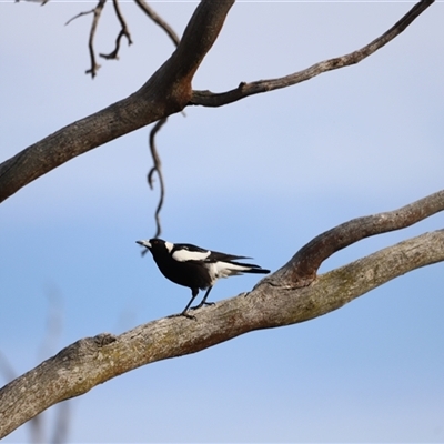 Gymnorhina tibicen (Australian Magpie) at Throsby, ACT - 13 Oct 2024 by JimL