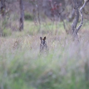 Wallabia bicolor at Throsby, ACT - 13 Oct 2024