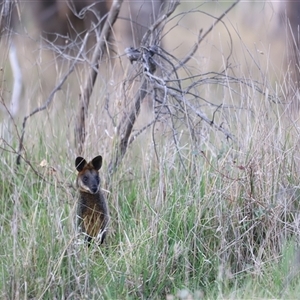 Wallabia bicolor at Throsby, ACT - 13 Oct 2024