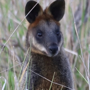 Wallabia bicolor at Throsby, ACT - 13 Oct 2024