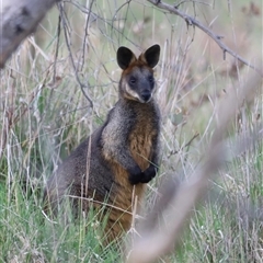 Wallabia bicolor at Throsby, ACT - 13 Oct 2024