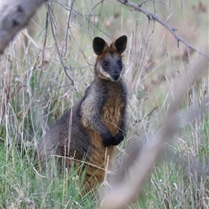 Wallabia bicolor at Throsby, ACT - 13 Oct 2024