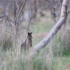 Wallabia bicolor at Throsby, ACT - 13 Oct 2024