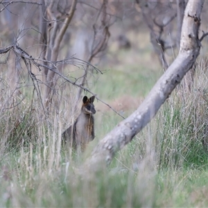 Wallabia bicolor at Throsby, ACT - 13 Oct 2024