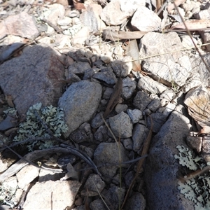 Goniaea opomaloides at Conder, ACT - 13 Oct 2024 02:55 PM