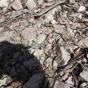 Goniaea opomaloides at Conder, ACT - 13 Oct 2024 02:55 PM