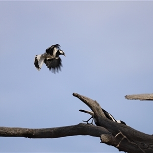 Grallina cyanoleuca at Throsby, ACT - 13 Oct 2024 05:42 PM