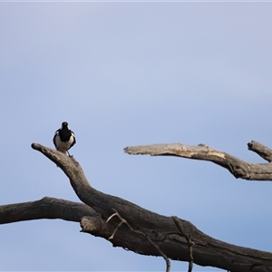 Grallina cyanoleuca at Throsby, ACT - 13 Oct 2024 05:42 PM