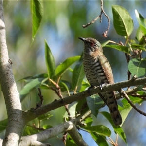 Chrysococcyx minutillus at Mount Stuart, QLD by TerryS