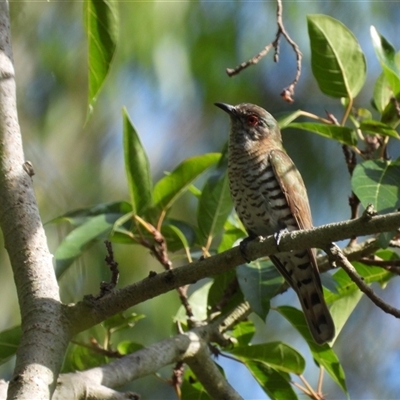 Chrysococcyx minutillus (Little Bronze-Cuckoo) at Mount Stuart, QLD - 13 Oct 2024 by TerryS