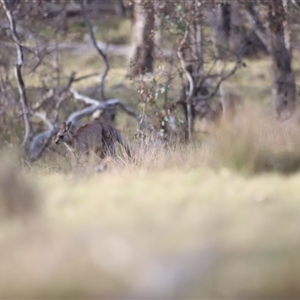 Macropus giganteus at Throsby, ACT - 13 Oct 2024