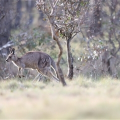 Macropus giganteus at Throsby, ACT - 13 Oct 2024