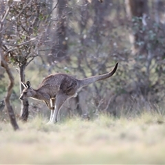 Macropus giganteus at Throsby, ACT - 13 Oct 2024