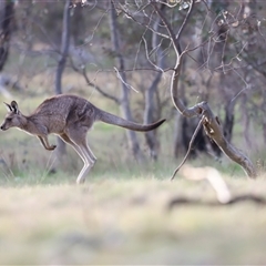 Macropus giganteus at Throsby, ACT - 13 Oct 2024