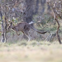 Macropus giganteus at Throsby, ACT - 13 Oct 2024