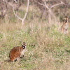 Notamacropus rufogriseus (Red-necked Wallaby) at Throsby, ACT - 13 Oct 2024 by JimL