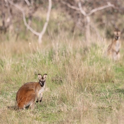 Notamacropus rufogriseus (Red-necked Wallaby) at Throsby, ACT - 13 Oct 2024 by JimL