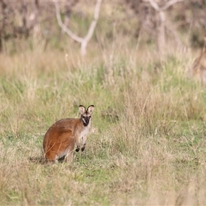 Notamacropus rufogriseus at Throsby, ACT - 13 Oct 2024