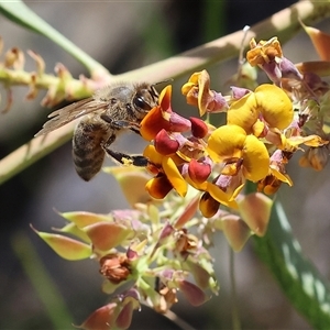 Unidentified Bee (Hymenoptera, Apiformes) at Bandiana, VIC by KylieWaldon