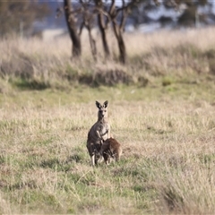 Macropus giganteus (Eastern Grey Kangaroo) at Throsby, ACT - 13 Oct 2024 by JimL