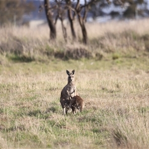 Macropus giganteus at Throsby, ACT - 13 Oct 2024