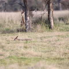 Macropus giganteus at Throsby, ACT - 13 Oct 2024