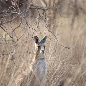 Macropus giganteus at Throsby, ACT - 13 Oct 2024