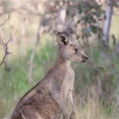 Macropus giganteus at Throsby, ACT - 13 Oct 2024