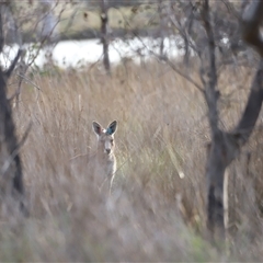 Macropus giganteus at Throsby, ACT - 13 Oct 2024