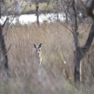 Macropus giganteus at Throsby, ACT - 13 Oct 2024 06:04 PM