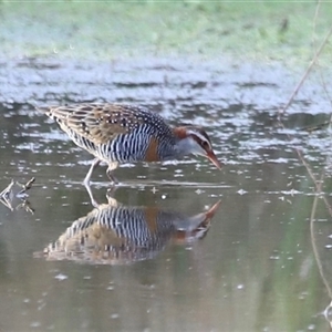 Gallirallus philippensis at Throsby, ACT - 13 Oct 2024