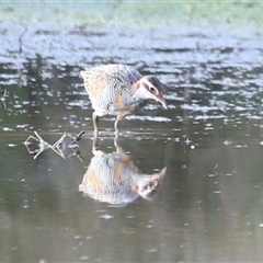 Gallirallus philippensis at Throsby, ACT - 13 Oct 2024