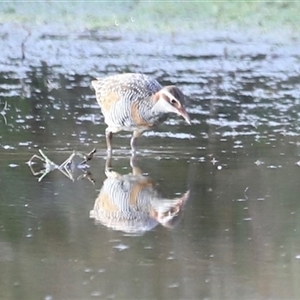 Gallirallus philippensis at Throsby, ACT - 13 Oct 2024 06:06 PM