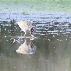 Gallirallus philippensis at Throsby, ACT - 13 Oct 2024