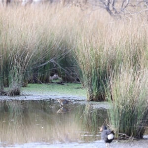 Gallirallus philippensis at Throsby, ACT - 13 Oct 2024