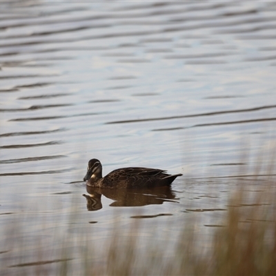 Anas superciliosa (Pacific Black Duck) at Throsby, ACT - 13 Oct 2024 by JimL