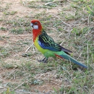 Platycercus eximius at Throsby, ACT - 13 Oct 2024