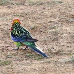 Platycercus eximius at Throsby, ACT - 13 Oct 2024