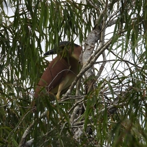 Nycticorax caledonicus at Kelso, QLD - 13 Oct 2024