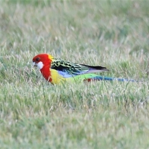 Platycercus eximius at Throsby, ACT - 13 Oct 2024