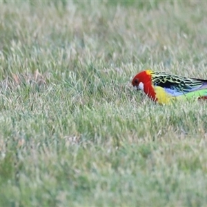 Platycercus eximius at Throsby, ACT - 13 Oct 2024 06:20 PM